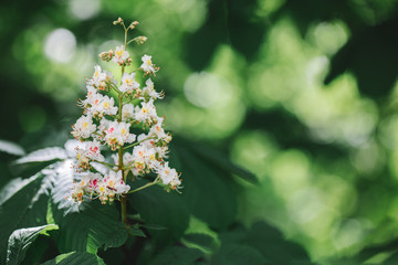 Branch of a chestnut tree with flowers in a sunlight.