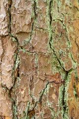 A close-up of the bark of an old tree is like a background. A tree with lichen in the forest. Vertical orientation. Selective focus. 