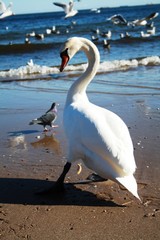 swan on the beach © Jacek