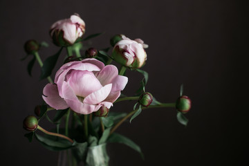 Obraz premium Romantic bouquet of a light pink peonies in a vase on a dark background.