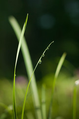Drops of dew on a blade of grass