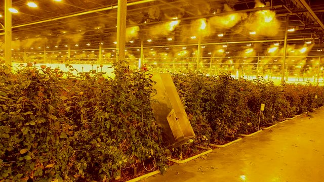 A static shot of the process of irrigating rose bushes. A modern technological process has been filmed inside the large greenhouse. Yellow lamps shine with a power close to solar