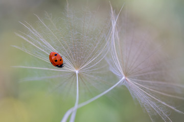 Tiny red ladybug on dandelion flower