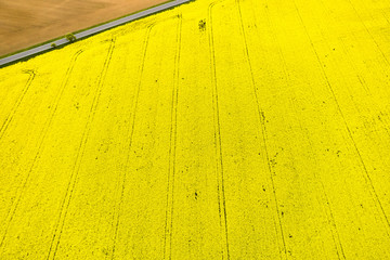 Top view on a bright yellow rapeseed field and part of an empty field separated by road in a corner. Natural texture with copy space.