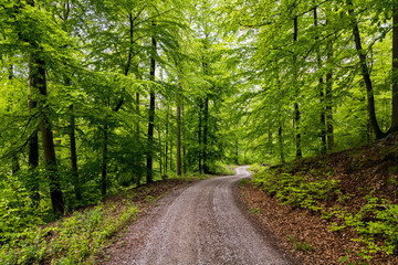 Fototapeta premium Frisches Grün im Hildesheimer Wald