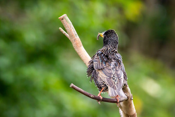 Wild life photography in our back garden