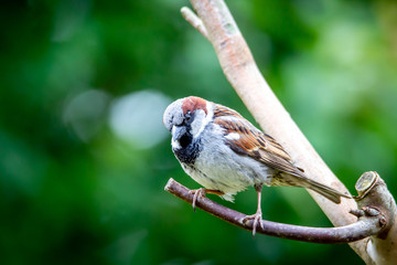 Wild life photography in our back garden