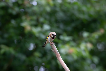 Wild life photography in our back garden