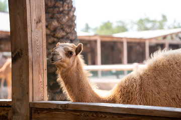 Camel 6