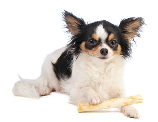 chihuahua with a chewy treat