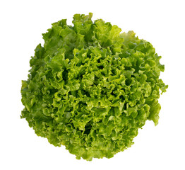 Obraz premium Fresh batavia salad on white background