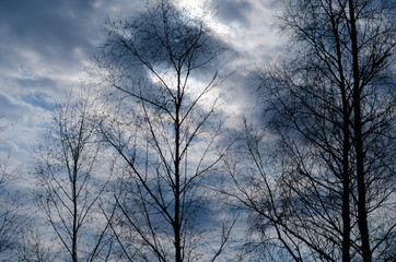 Dark trees on the cloudy blue sky background during sunset time