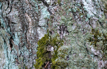 Bark of a birch tree. Close up image as a background