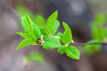 Green leaves in spring with two small ants on it.