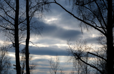 Dark trees on the cloudy blue sky background during sunset time
