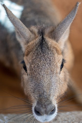 Patagonian Mara