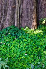 Fototapeta na wymiar Field of shamrock growing up against the trunk of a cedar tree 