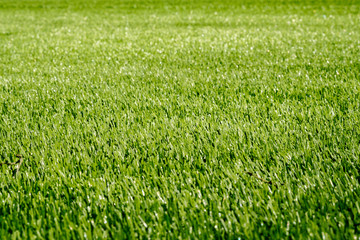 Texture of green grass on a sports soccer field or golf lawn, for sport background. Detailed pattern of green football field grass lawn texture. Green sports lawn in the stadium