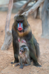 Mandrill sphinx primate 2
