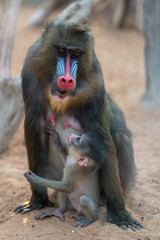 Mandrill sphinx primate 3