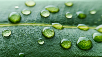 Macro dew drops on green leaf. Organic background, healthy concept, eco friendly
