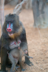 Mandrill sphinx primate 5