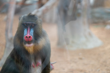 Mandrill sphinx primate 10