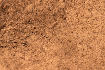 Light brown background. Natural wood texture.
