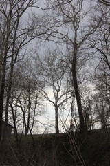 くもりの日の林