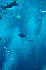 Fototapeta na wymiar Fish in aquarium 1
