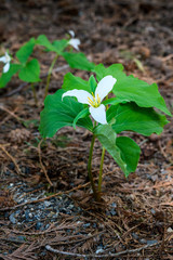 Native trillium blooming on the forest floor, as a nature background
