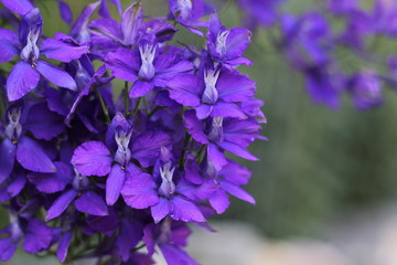 むらさきのはな