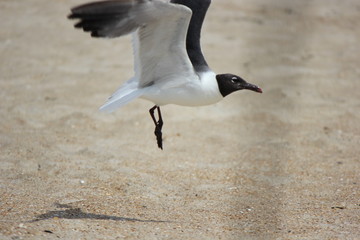 とびたつカモメ