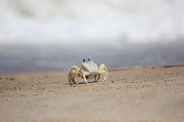 海を眺めるカニ