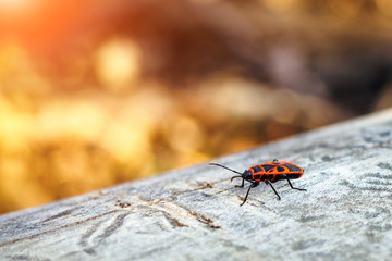Firebug, Pyrrhocoris apterus on wood trunk. Copy space, selective focus