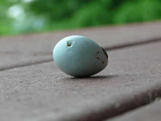 コマドリのたまご