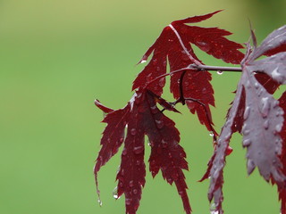 雨に濡れたあかもみじ