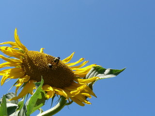 ハチとひまわり２