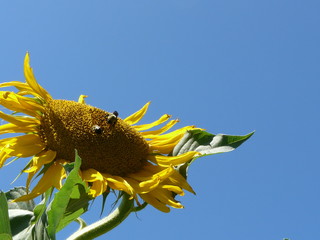 ハチとひまわり