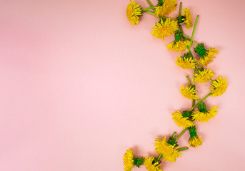 Yellow bright spring dandelions are woven into a wreath and lie on a pink background, top view. Frame for text.