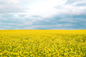 Blooming field of yellow rapeseed with a cloudy blue sky. Canola seeds for making oil.