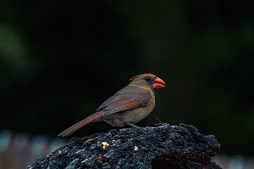 Female Northern  Red cardinal 