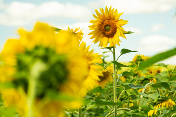 Yellow flowers in the summer on a green meadow. A field of sunflowers is illuminated by salty light.