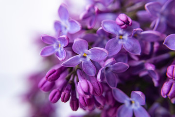 Floral blurred purple background. Beautiful buds of lilac on a white background. Macro shooting.