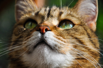Cat's muzzle closeup with big green eyes and focused nose. Beautiful cat's nose closeup. 