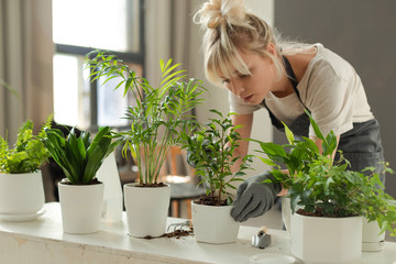 Woman grows potted plants at home, watering and replanting flowers