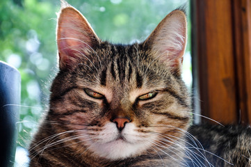 Graceful contemptuous squinting look of the beautiful brown cat with long white whiskers against the balcony window. Close up cat head.