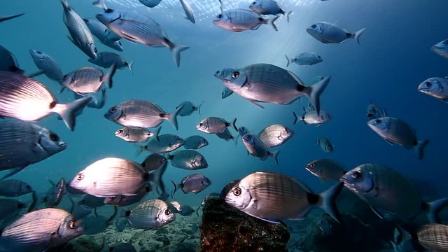 fish school underwater sun beams and sun shine calming and relaxing ocean scenery