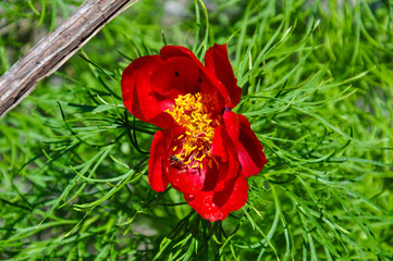 Beautiful scarlet flowers of Paeonia tenuifolia or fringed peony with bright green ferny foliage in...