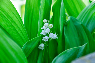 Tender white bell-shaped flowers of lily of the valley or Convallaria on the fresh green silky leaves background in the garden.